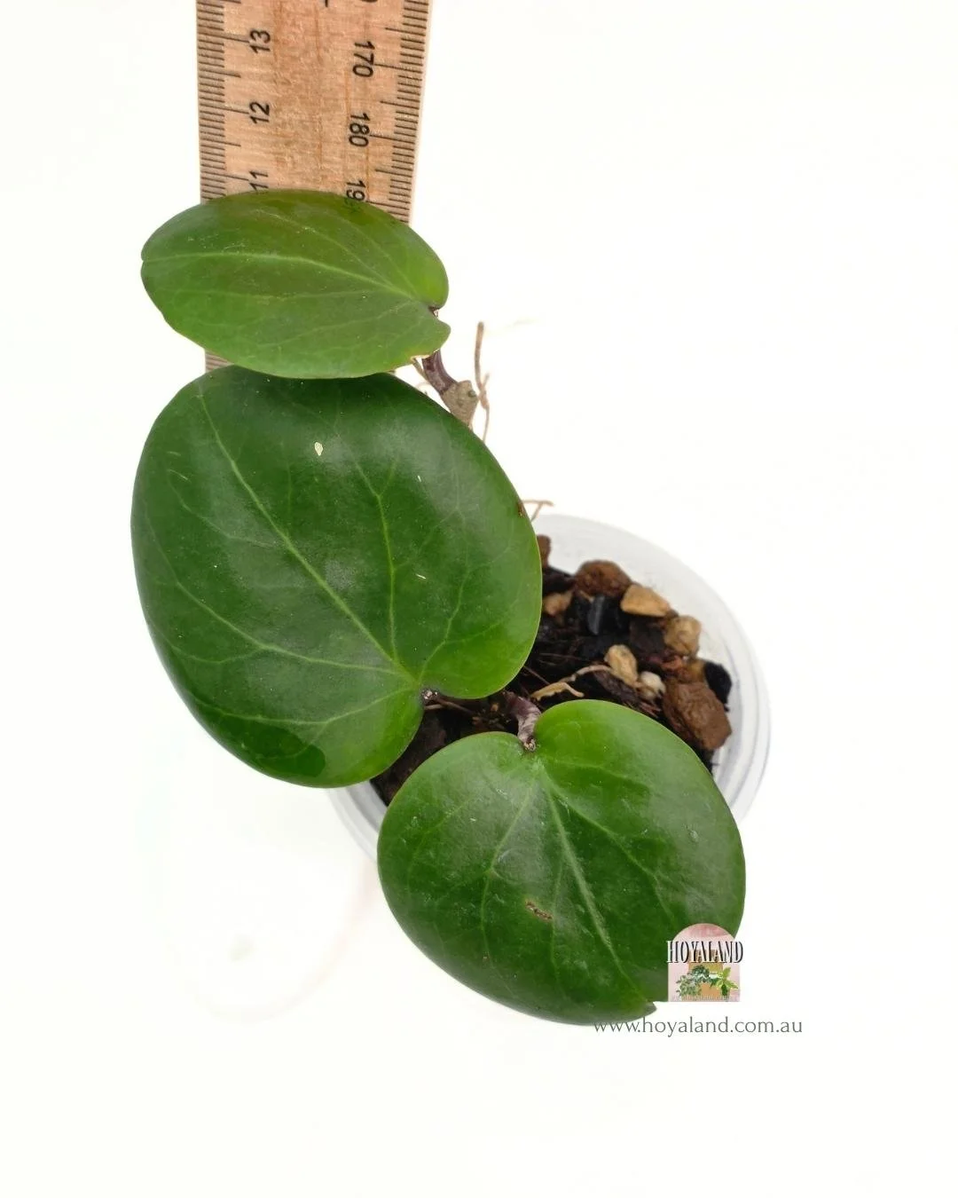 🌞 Hoya Stenophylla | Rare Grass-Like Foliage 🩷 — Hoyaland Rare